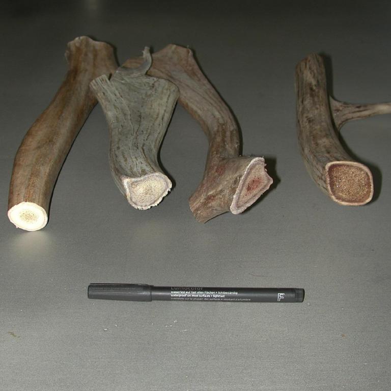 pieces of Reindeer Antlers before crushing in Hammer Mill