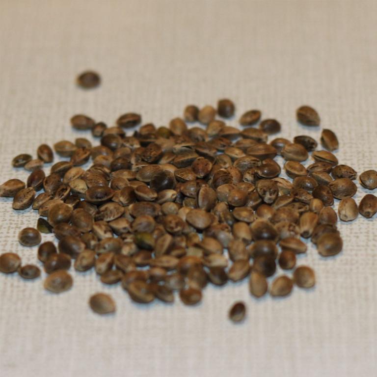Hemp Seed for grinding